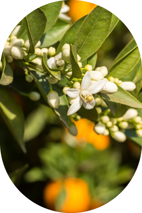 Acque distillate Devè Srl