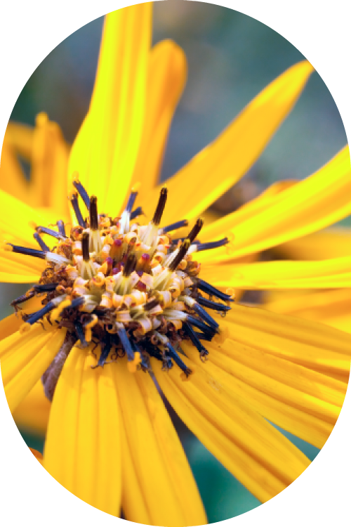 Estratti alcolici Devè Srl