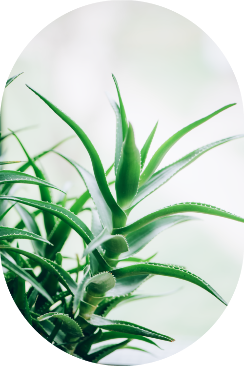 Estratti glicerici Devè Srl