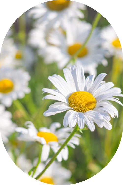 Estratti glicolici Devè Srl