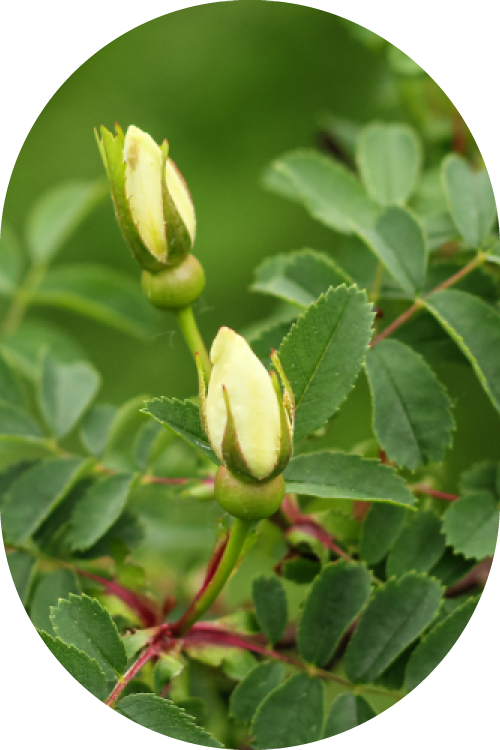 Estratti lipolici Devè Srl