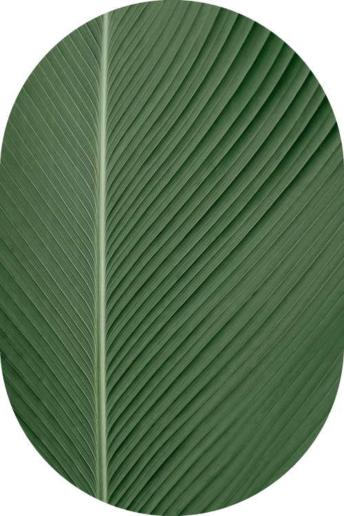 Estratti vegetali Devè